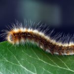 Raupen - wird aus jeder Raupe ein Schmetterling? Antworten - nicht nur auf diese Frage