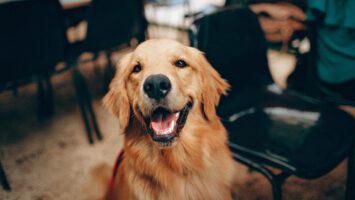 Hundegeruch - Übler Geruch: Warum stinken Hunde ?