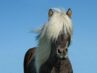 Pferdekauf: Was sollte man über den Kauf eines Pferdes wissen?