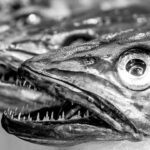 Was ist ein Fischkopp oder Fischkopf?