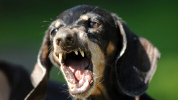 Wenn der Hund plötzlich „schwierig“ wird: Häufige Ursachen für Problemverhalten und was wirklich hilft